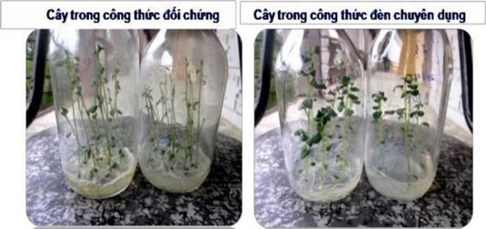 Hình 8. Kết quả thử nghiệm sau 4 tuần nuôi cấy mô.