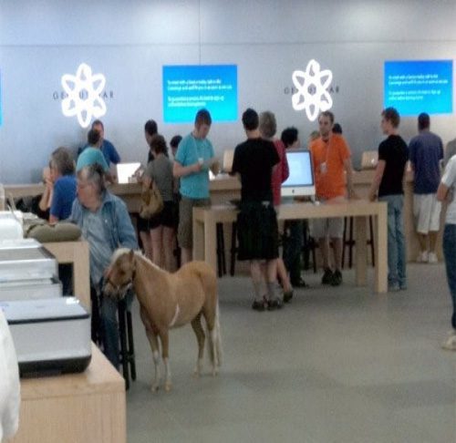 Apple Store là một trong số không nhiều cửa hàng tại Mỹ cho phép người dùng mang theo thú cưng. Tất nhiên, họ phải đảm bảo vấn đề vệ sinh.