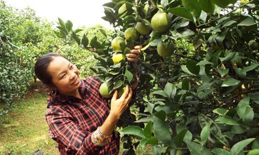 Chị Đặng Thị Thu nông dân Việt xuất sắc (2016), làm giàu từ cam