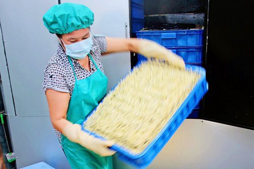 Công nhân thu hoạch giá sau 4 ngày ngâm ủ bằng máy sản xuất giá tự động.