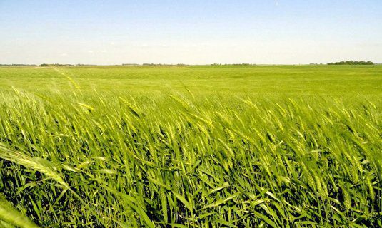 tuabin_gio_giup_cay_trong_phat_trien_tot_hon_1