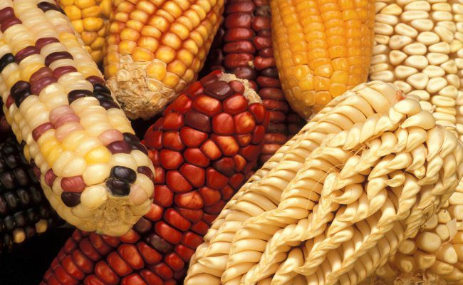 thuc-pham-gay-ung-thu-4