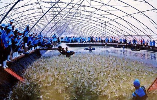 nuoi-cn-cao2752016_152526