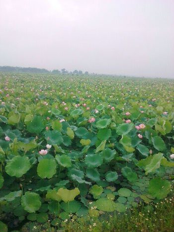 Ao Én được đổi lại bằng một hồ sen