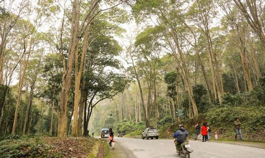 Rừng săng lẻ nguyên sinh có một không hai ở miền Tây xứ Nghệ.