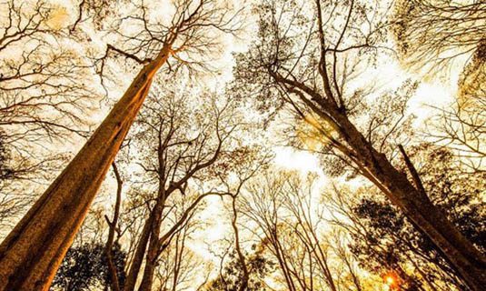 Rừng săng lẻ nguyên sinh hùng vĩ ở miền Tây xứ Nghệ đang được chính quyền các cấp quan tâm bảo vệ.