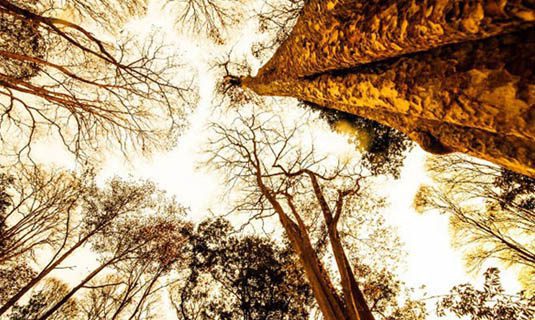 Vẽ đẹp nguyên sinh của khu rừng săng lẻ ở xã Tam Đình, huyện Tương Dương (Nghệ An) khiến ai qua đây cũng thích thú.