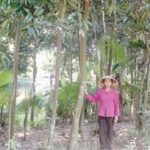 dat-chuan-nong-thon-moi-dich-cua-thuong-xuan