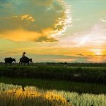 15-buc-anh-hoi-an-nhin-la-yeu-15