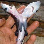 ca-map-2-dau-xuat-hien-ngay-cang-nhieu-tren-khap-gioi