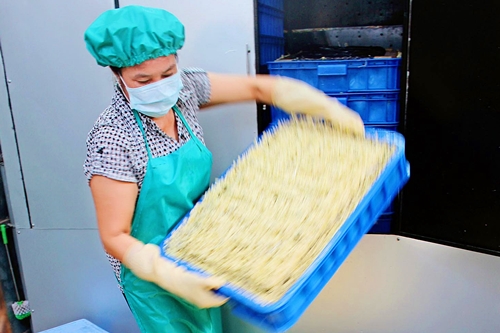 Công nhân thu hoạch giá sau 4 ngày ngâm ủ bằng máy sản xuất giá tự động.