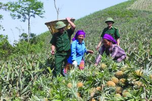 can-bo-bien-phong-don-bien-phong-ban-lau-giup-nhan-dan-thon-coc-phuong-thu-hoach-dua