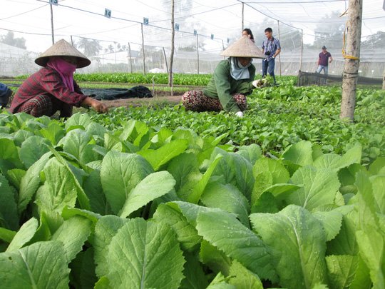 Một trang trại rau được chứng nhận hữu cơ quốc tế. Ảnh: Báo Người lao động