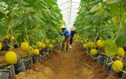 Giải ngân gói tín dụng 100.000 tỷ đồng phải dựa trên đánh giá hiệu quả phương án sản xuất kinh doanh của dự án.