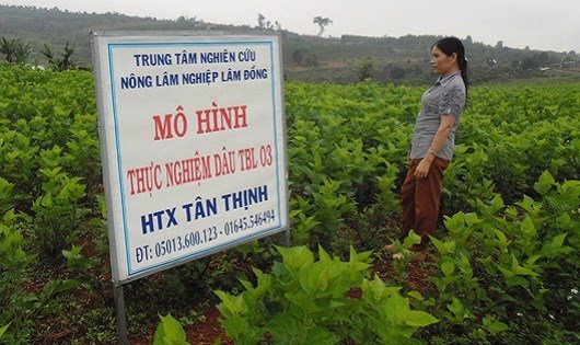 Ảnh minh họa