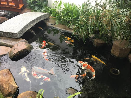 Một số loại cây trồng quanh hồ Koi mini - sản phẩm thiết kế và thi công của Jppark Group