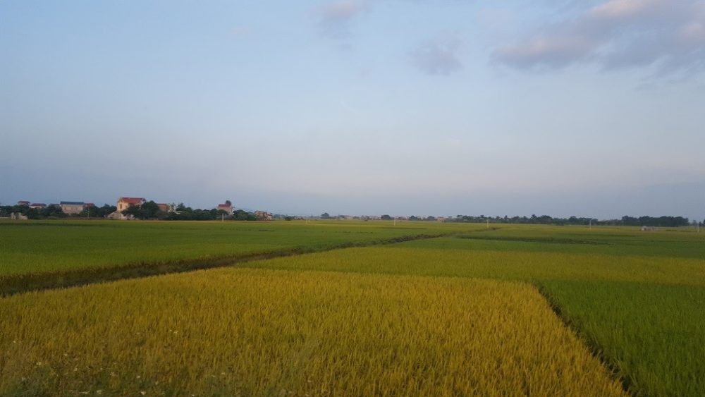 ngoai-oi-canh-dong-lua