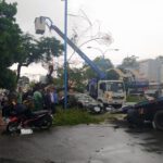Cứu Hộ Cây Xanh đè Xe ô Tô Trên đường Hòa Bình, Q.Ninh Kiều,TP.Cần Thơ