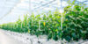 greenhouse1