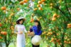 Các khu vườn quýt hồng Lai Vung – Đồng Tháp, ngày càng có thêm nhiều du khách trong và ngoài nước đến tham quan trải nghiệm