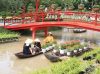 Làng Hoa Sa Đéc, khoe sắc đón Xuân