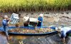 Kết quả mô hình tôm lúa theo hướng thuận thiên ở ĐBSCL .Ảnh minh hoạ